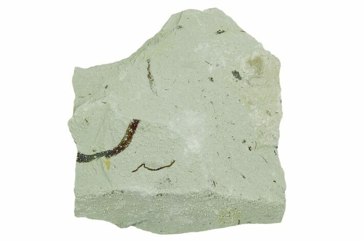 Plate of Silurian Fossil Algae (Kalania) Fossils - Estonia #369695